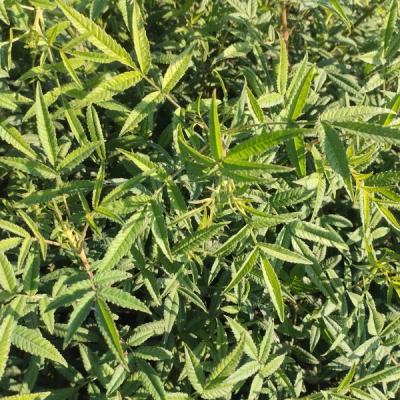 Tagetes lemmonii