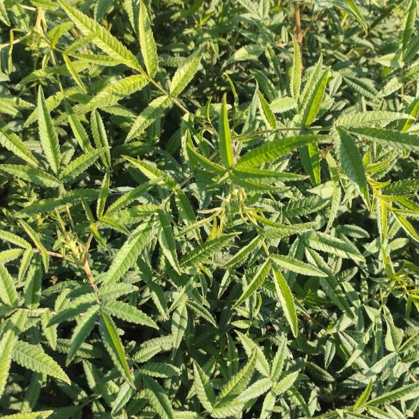 Tagetes lemmonii