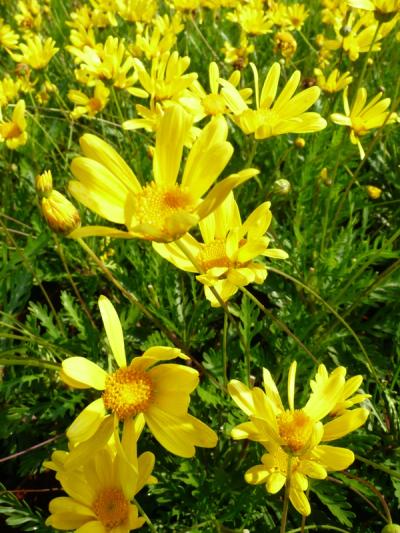 Euryops pectinatus 'Virides'