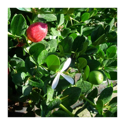 Carissa macrocarpa 'Green Carpet'