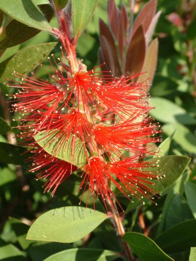 Callistemon citrinus