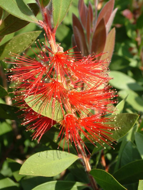 Callistemon citrinus