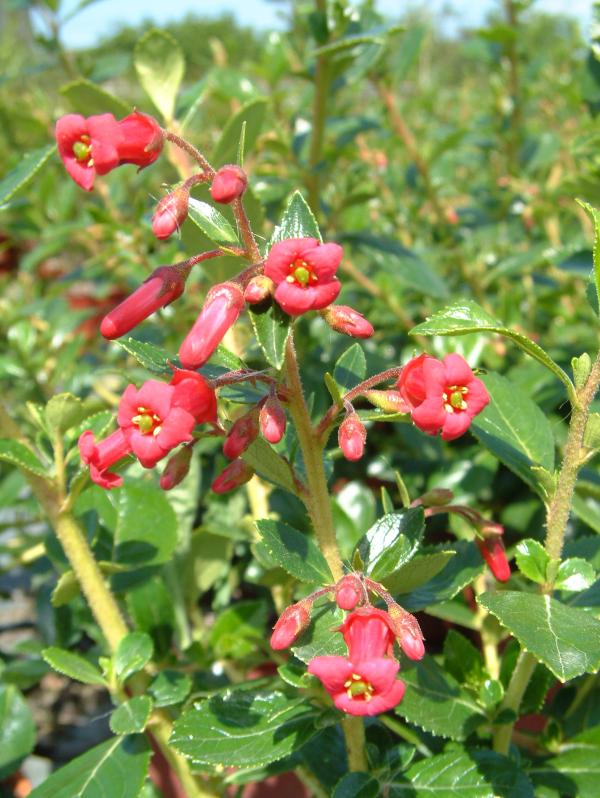 Escallonia rubra var. macrantha