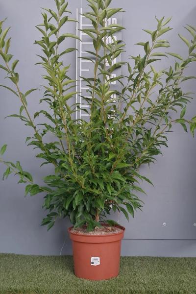Forsythia x intermedia 'Lynwood Variety'