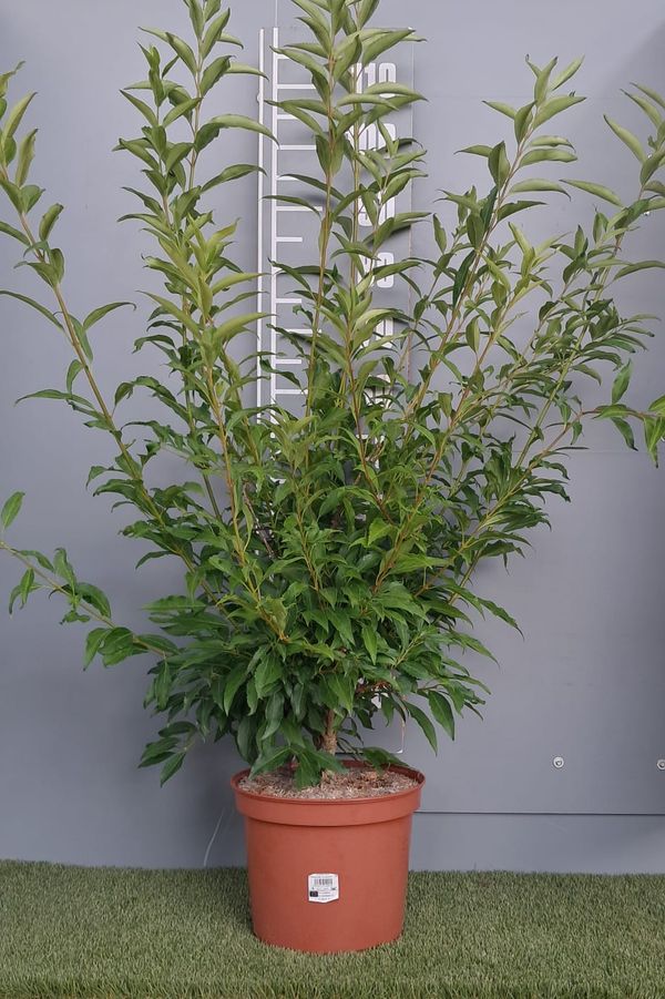 Forsythia x intermedia 'Lynwood Variety'