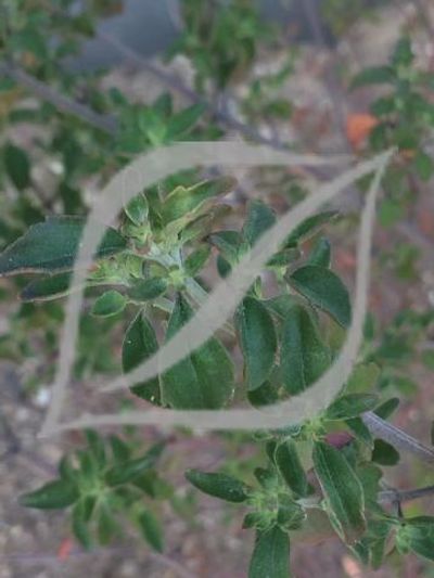 Prostanthera ovalifolia
