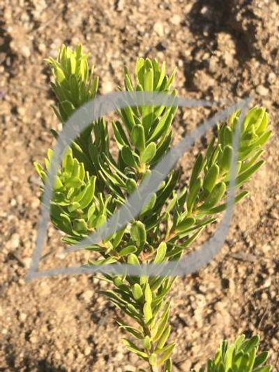 Melaleuca diosmifolia