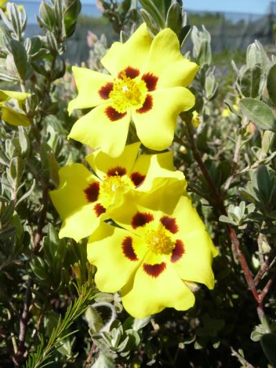 Halimium lasianthum 'Formosum'