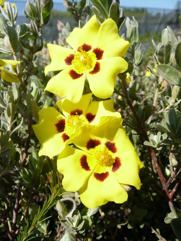 Halimium lasianthum 'Formosum'