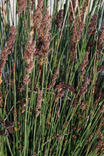 Elegia tectorum