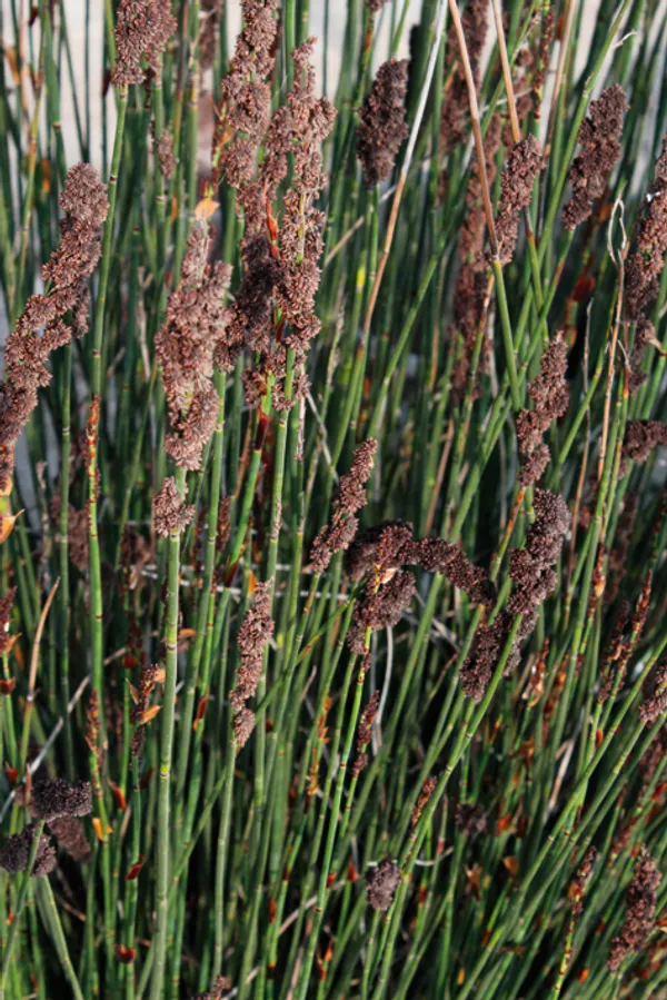Elegia tectorum