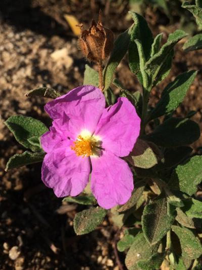 Cistus creticus 'Calcosalto'