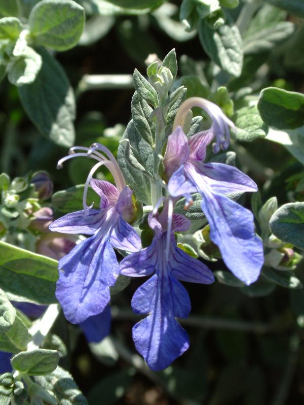Teucrium fruticans 'Azureum'
