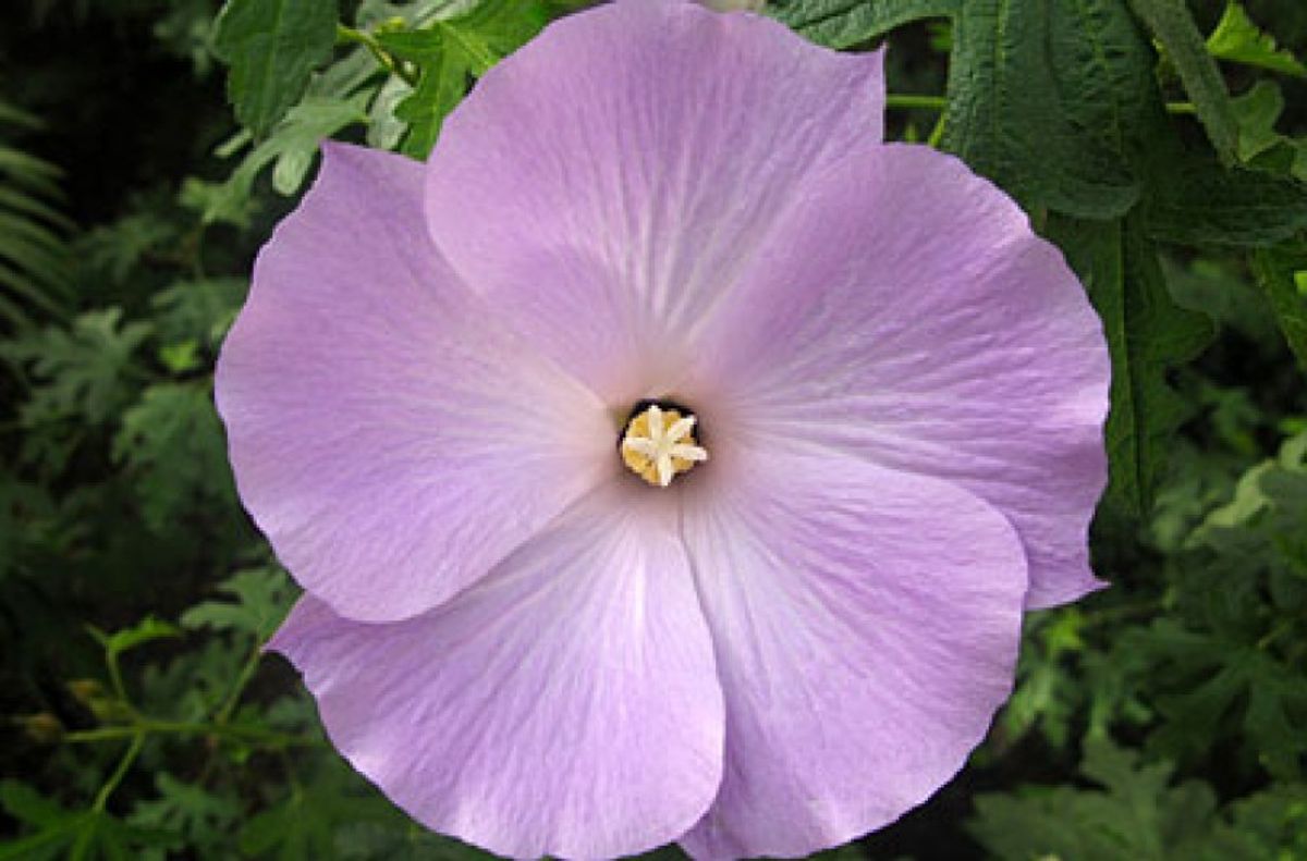 Alyogyne huegelii 'Santa Cruz'