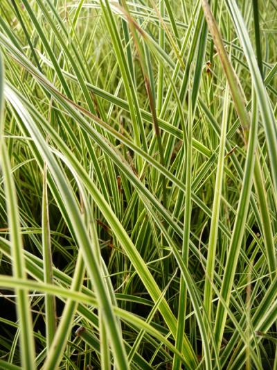 Carex brunnea 'Variegata'