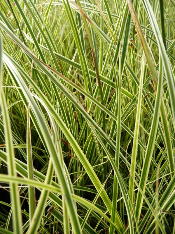 Carex brunnea 'Variegata'
