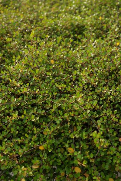 Muehlenbeckia complexa