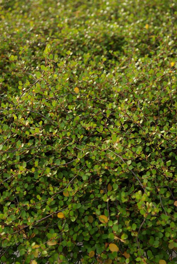 Muehlenbeckia complexa