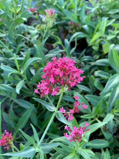 Centranthus ruber