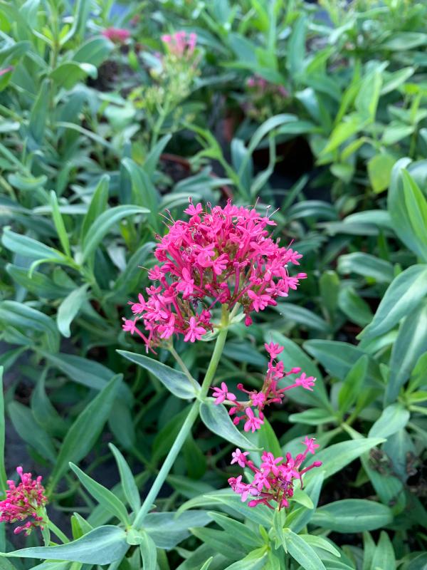 Centranthus ruber