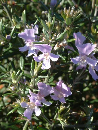 Westringia 'Wynyabbie Gem' (longifolia)
