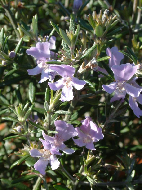Westringia 'Wynyabbie Gem' (longifolia)