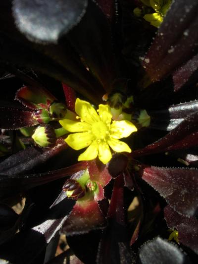 Aeonium arboreum 'Atropurpureum'