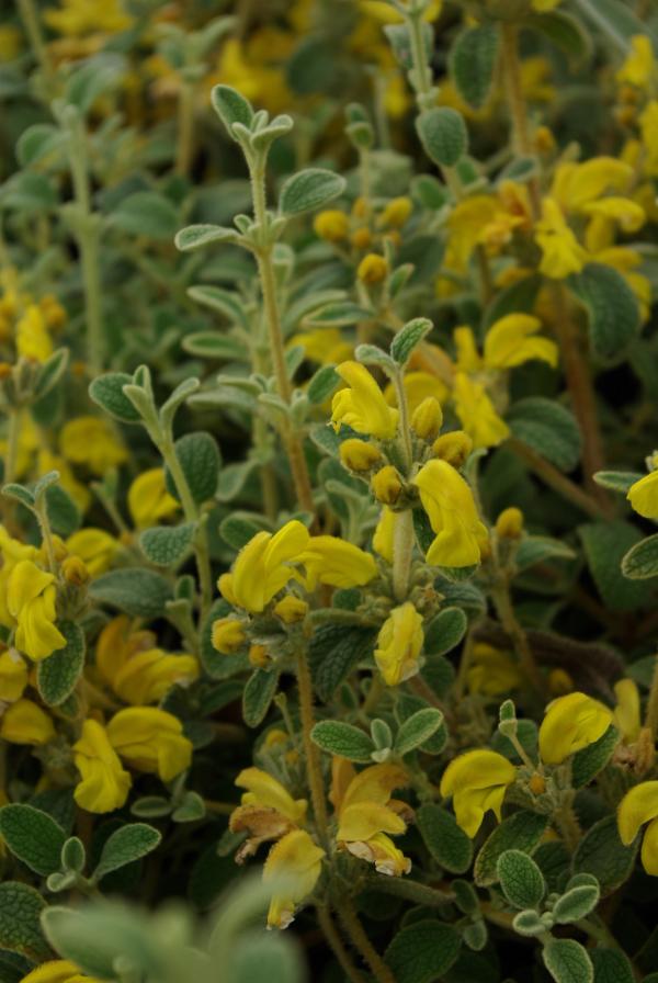 Phlomis lanata