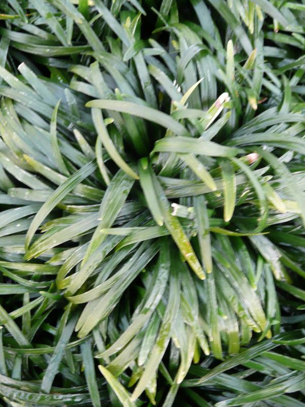 Ophiopogon japonicus 'Kioto'