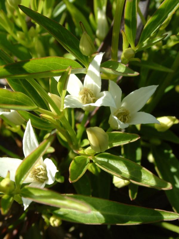 Clematis 'Southern Cross'