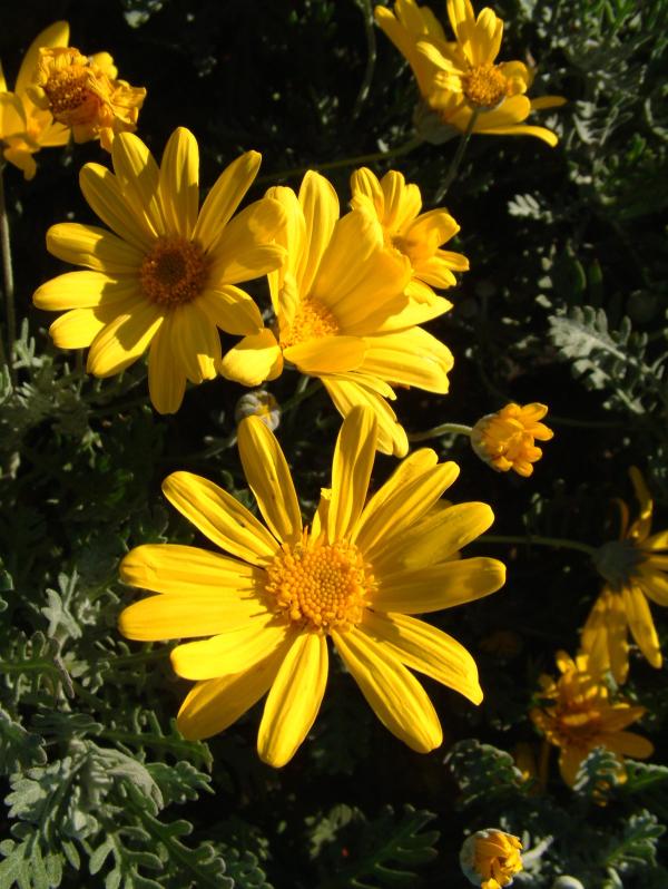 Euryops pectinatus