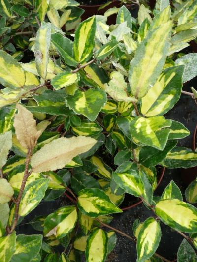 Elaeagnus pungens 'Maculata'