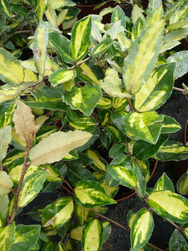 Elaeagnus pungens 'Maculata'