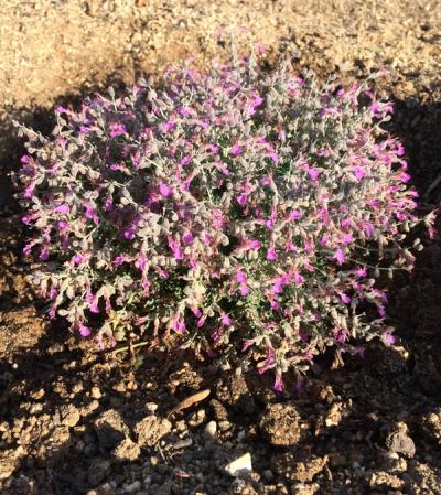 Teucrium subspinosum