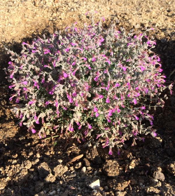Teucrium subspinosum
