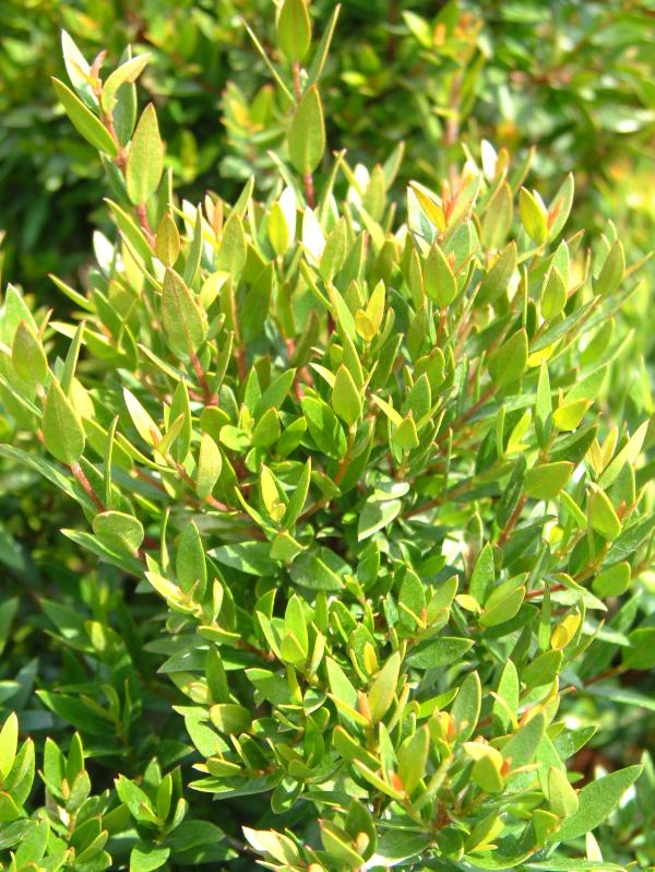 Myrtus communis 'Mingo' ®
