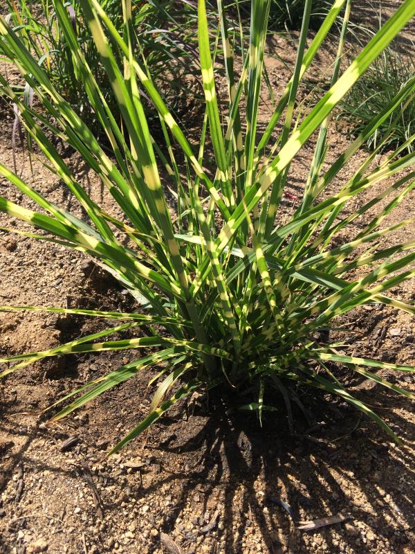 Miscanthus sinensis 'Zebrinus' ®