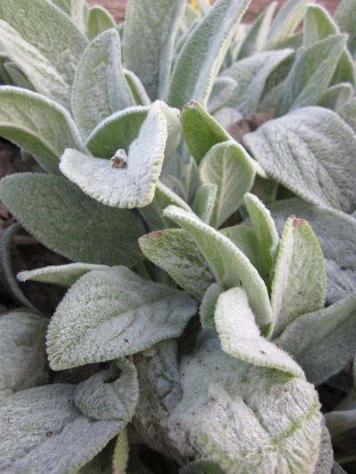 Stachys byzantina