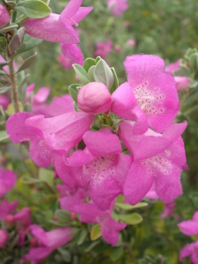 Leucophyllum frutescens 'Green Cloud'
