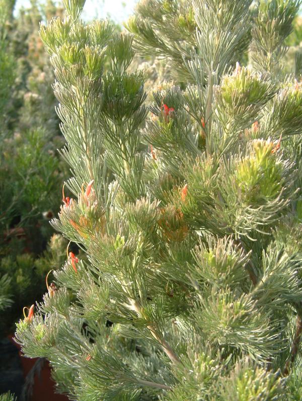 Adenanthos sericeus