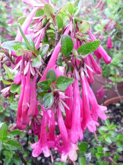 Abelia floribunda