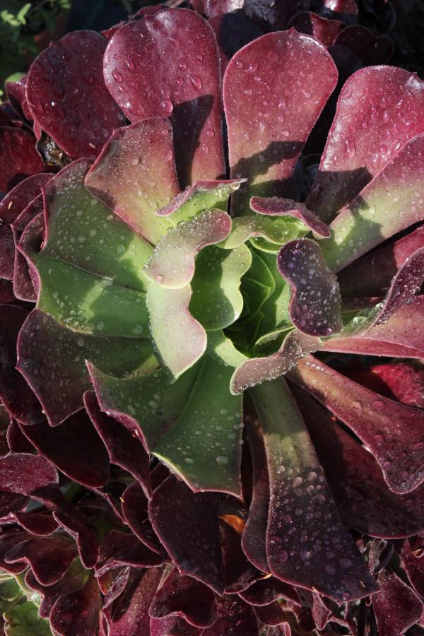 Aeonium 'Velour'