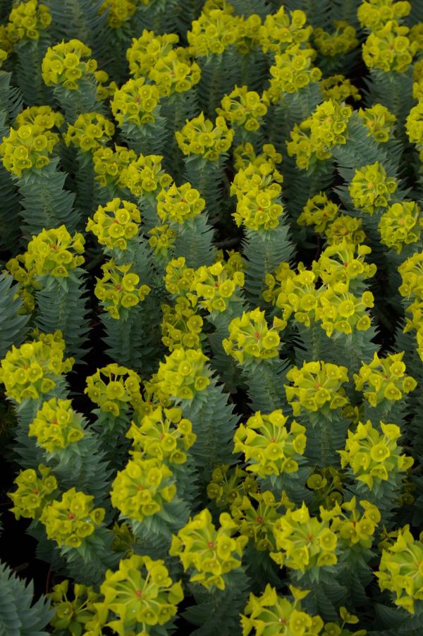 Euphorbia rigida
