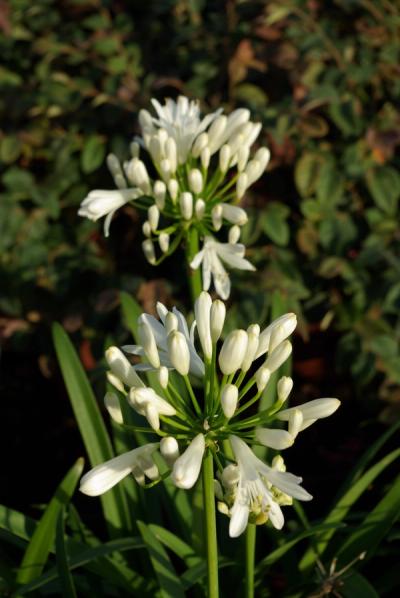 Agapanthus praecox 'White'