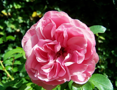 Rosa 'The Fairy'