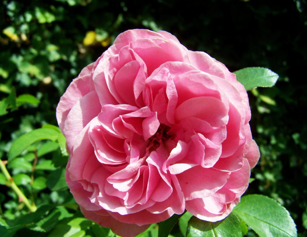 Rosa 'The Fairy'