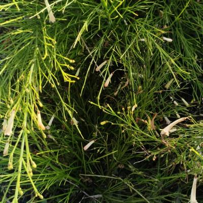 Russelia equisetiformis 'Yellow'