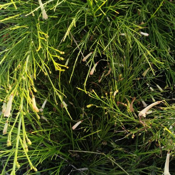 Russelia equisetiformis 'Yellow'