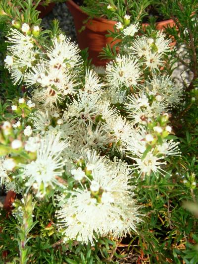 Kunzea ambigua