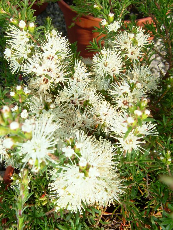 Kunzea ambigua